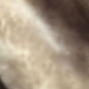 Meet your Posher, Janice